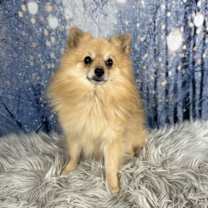 Thumbnail photo of Jingle #3