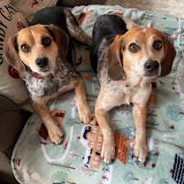 Thumbnail photo of Bo and Tilly #1