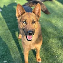 Thumbnail photo of Athena #1