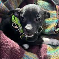 Thumbnail photo of SESAME #2