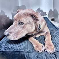 Thumbnail photo of Monroe #3