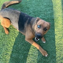 Thumbnail photo of Athena #3