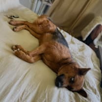 Thumbnail photo of Athena #4