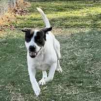 Thumbnail photo of Otis #2