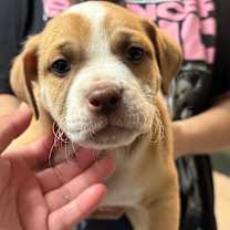 Thumbnail photo of Paddington #1