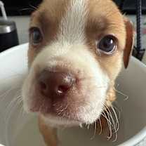 Thumbnail photo of Paddington #2