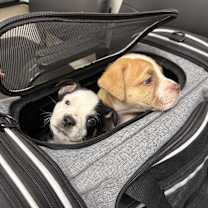 Thumbnail photo of Paddington #3