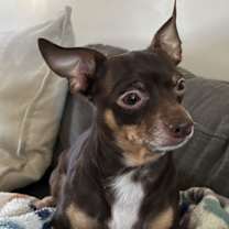 Thumbnail photo of HERMAN #3