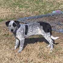 Thumbnail photo of Yarra #3