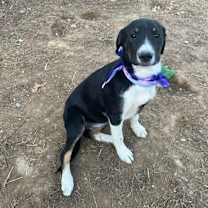 Thumbnail photo of Nestle #4