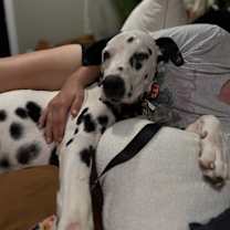 Thumbnail photo of Marshall #4