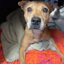 Thumbnail photo of Carmen #4