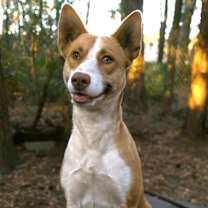 Thumbnail photo of Luna 2 #2