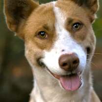 Thumbnail photo of Luna 2 #3