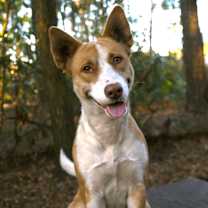 Thumbnail photo of Luna 2 #4