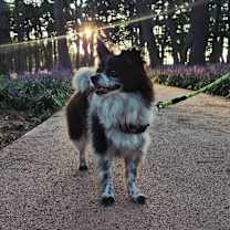 Thumbnail photo of Waltz(D) #3