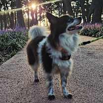 Thumbnail photo of Waltz(D) #4