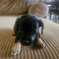 Thumbnail photo of Otto #3