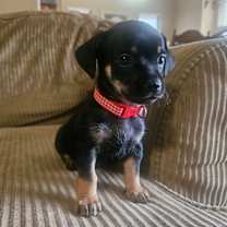 Thumbnail photo of Orsen #1