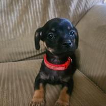 Thumbnail photo of Orsen #2