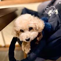 Thumbnail photo of Youngtu #3