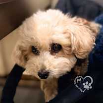 Thumbnail photo of Youngtu #4