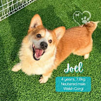 Thumbnail photo of Joel #1