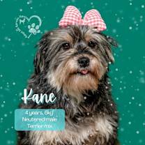 Thumbnail photo of Kane #1