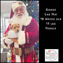 Thumbnail photo of Ginger #1