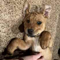 Thumbnail photo of Ginger #3