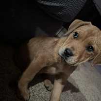 Thumbnail photo of Ginger #4