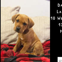 Thumbnail photo of Dasher #1