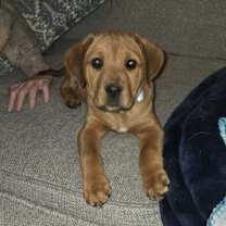 Thumbnail photo of Dasher #2