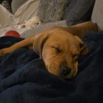 Thumbnail photo of Dasher #4