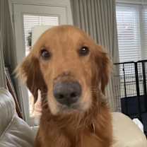 Thumbnail photo of Barney Bloom #7476 #1