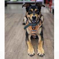 Thumbnail photo of Vinny #3