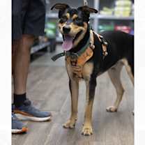 Thumbnail photo of Vinny #4