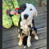 Thumbnail photo of Sugar Plum #4