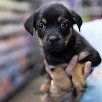 Thumbnail photo of Phoenix #2