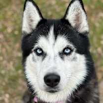 Thumbnail photo of Crown Royal #1