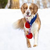 Thumbnail photo of Rusty #4