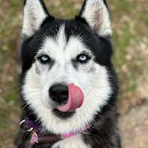 Thumbnail photo of Crown Royal #3