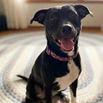 Thumbnail photo of Violet #2