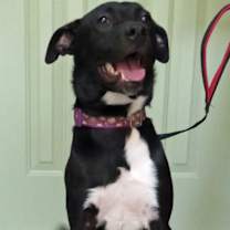 Thumbnail photo of Violet #4