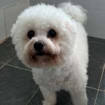 Thumbnail photo of Bruno (S. Korea) hz #2