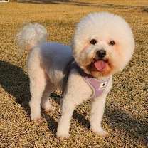 Thumbnail photo of Bruno (S. Korea) hz #3