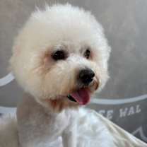 Thumbnail photo of Bruno (S. Korea) hz #4