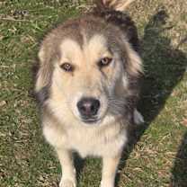 Thumbnail photo of Otter #1