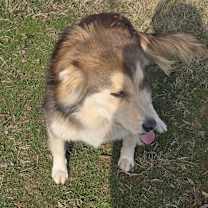 Thumbnail photo of Otter #2