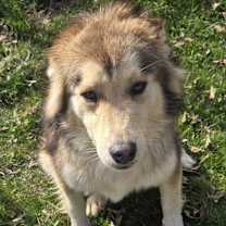 Thumbnail photo of Otter #3